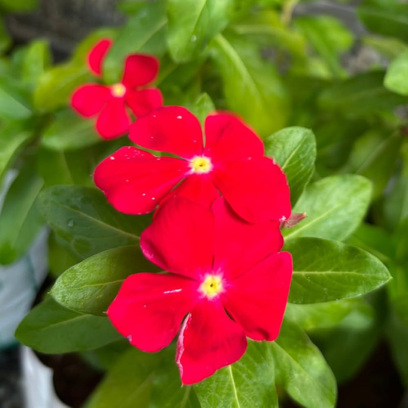 Red Vinca Rosea Flower Seeds for Planting – Heirloom Non-GMO Garden Seeds