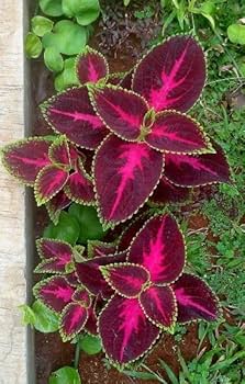 Pink Green flower seeds