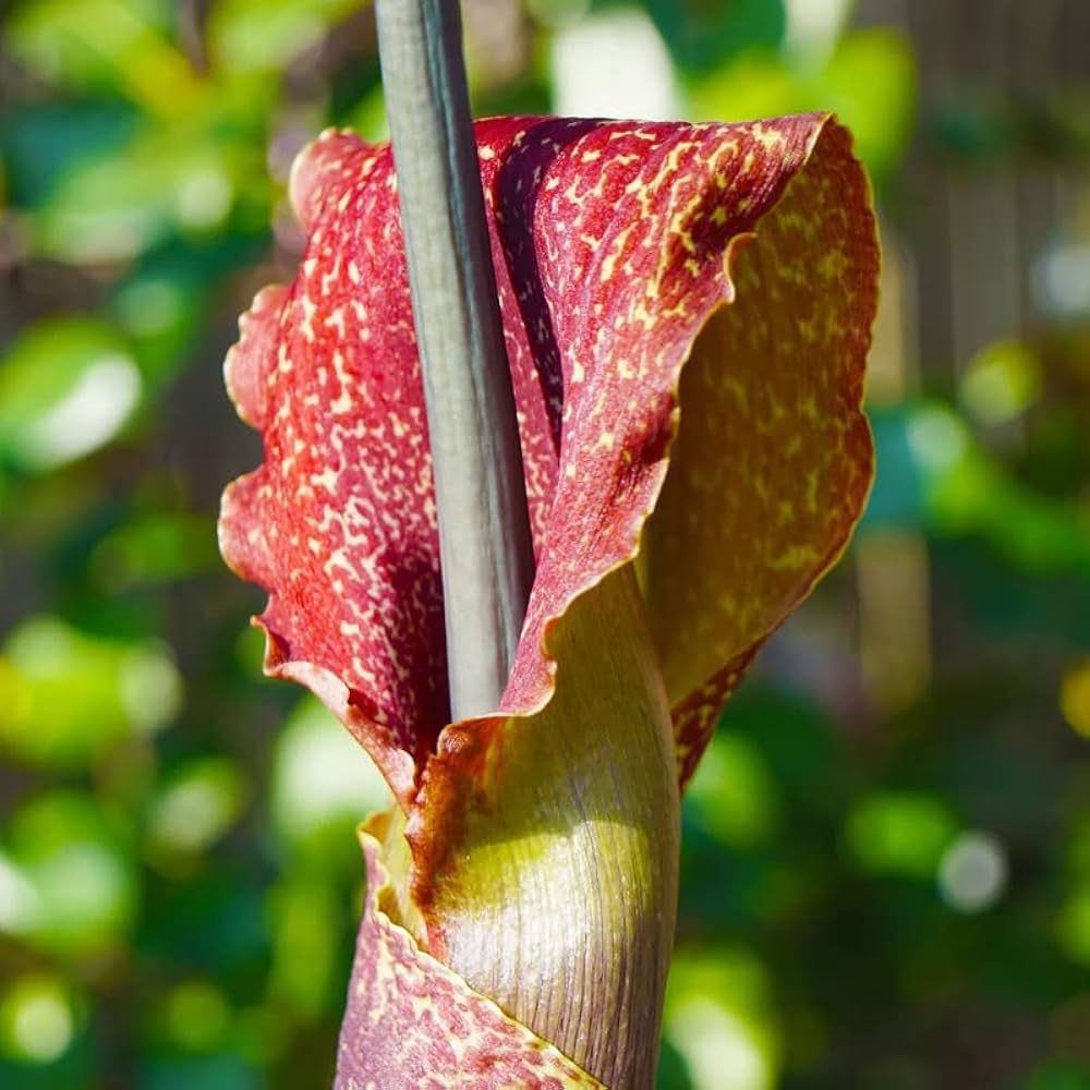 Sauromatum flower seeds