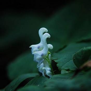 Blue Swan flower seeds