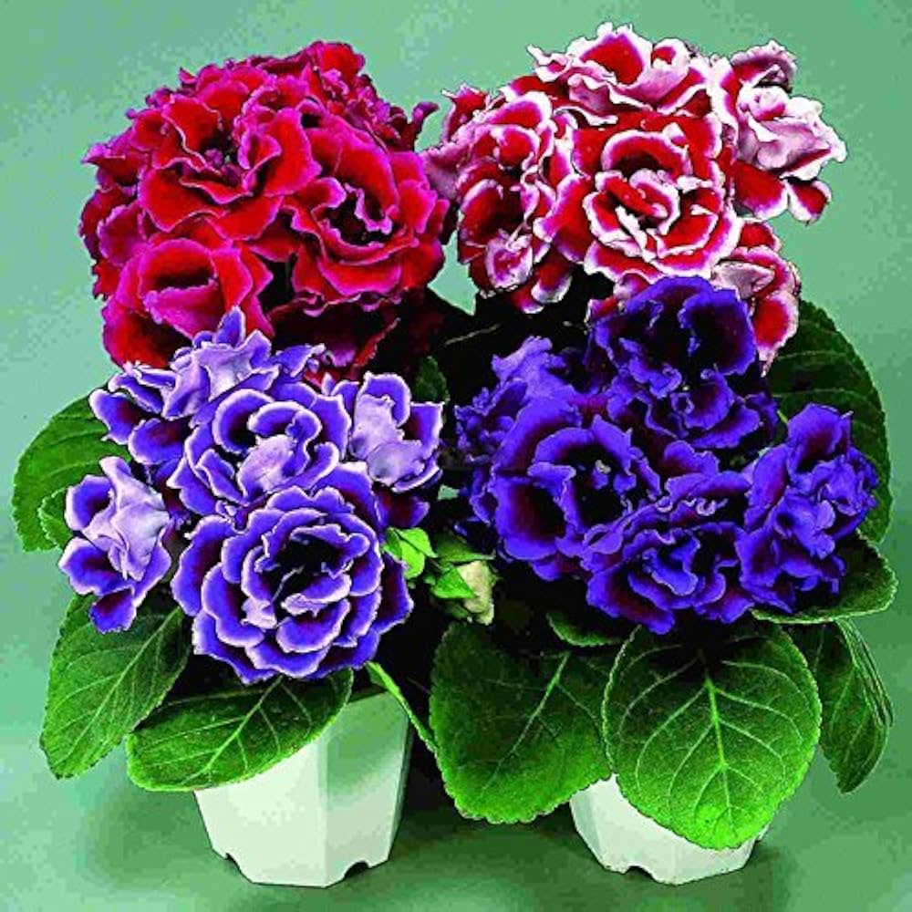 Gloxinia Sinningia Speciosa plant