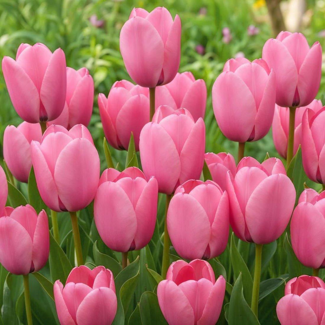 Baby Pink flower seeds
