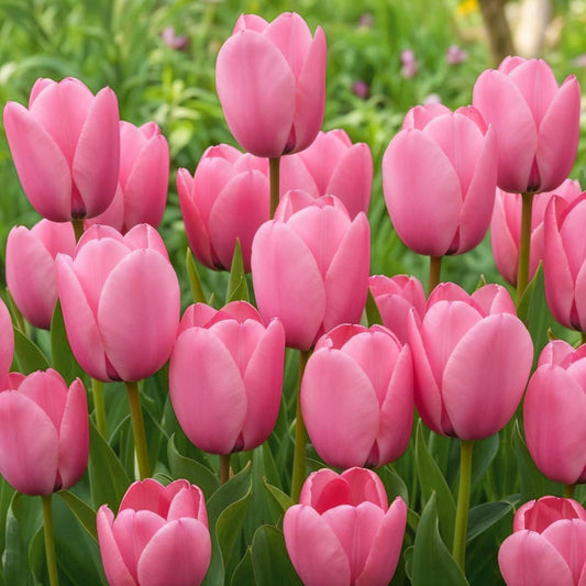 Baby Pink flower seeds