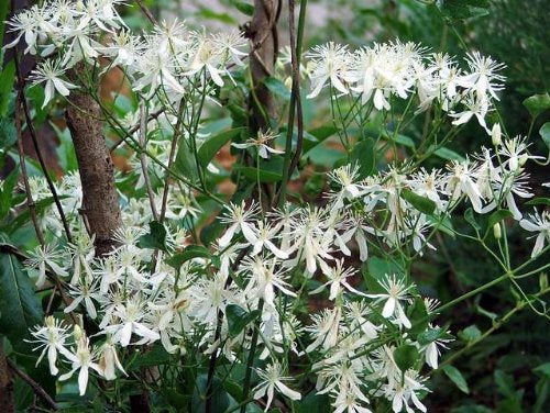 Virgin'S Bower flower seeds