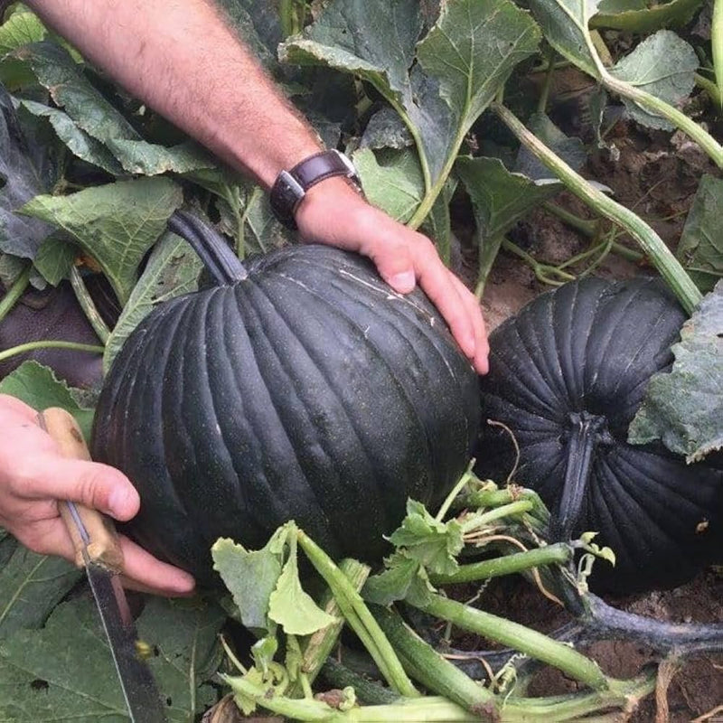 Black Pumpkin Seeds for Planting – Heirloom Non-GMO Garden Seeds