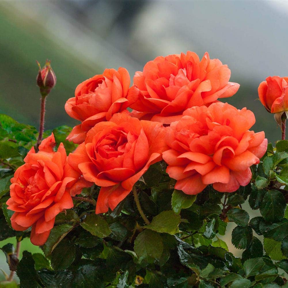 Dark Orange flower seeds