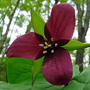 Trillium flower seeds