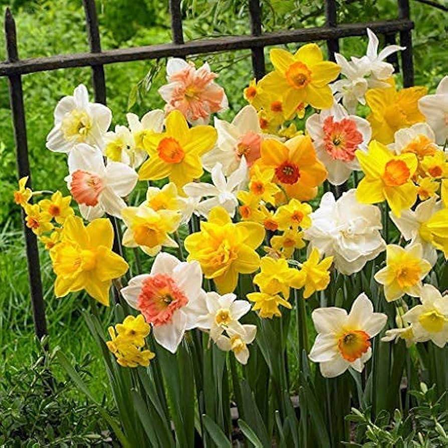Double Petals flower seeds