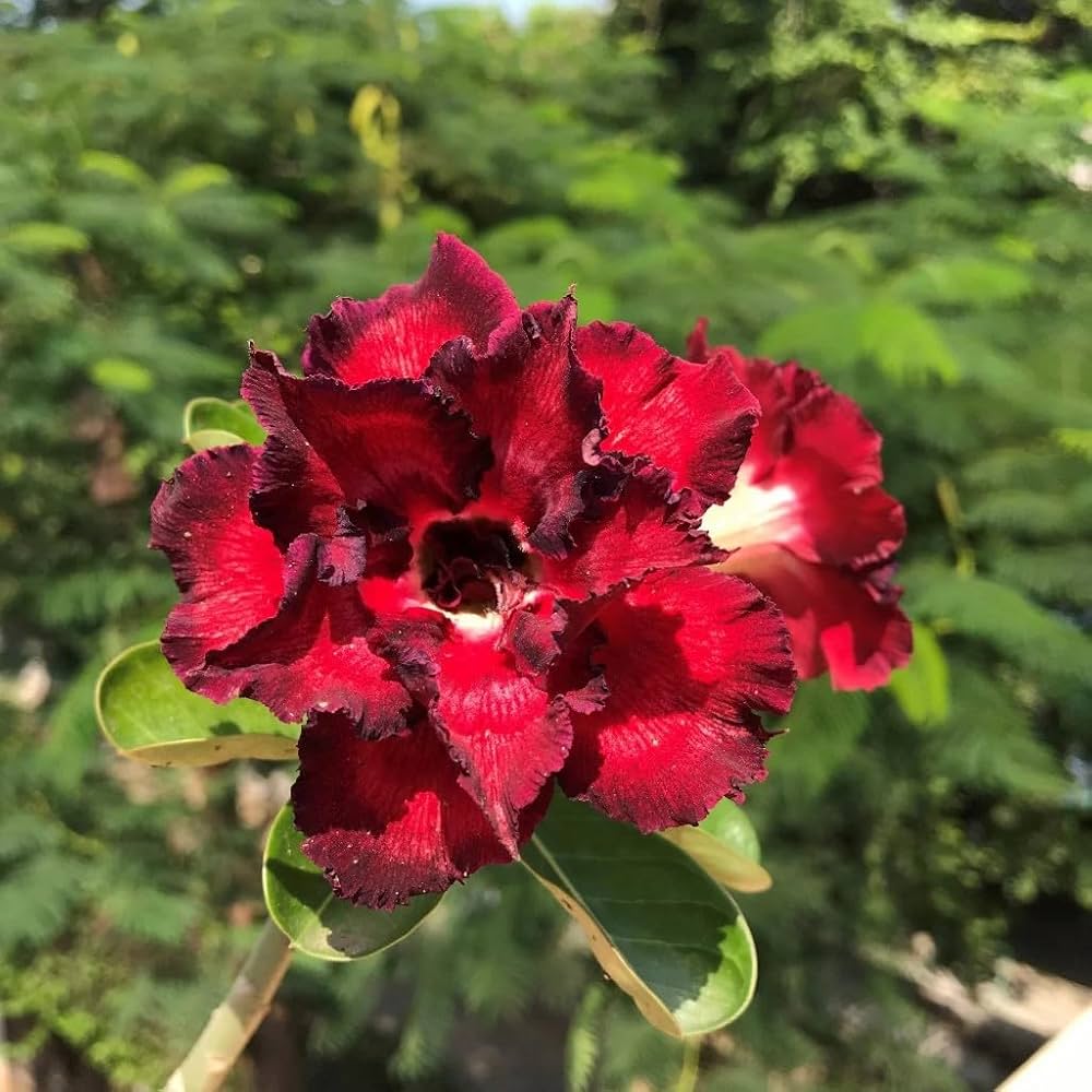 Dark Red flower seeds