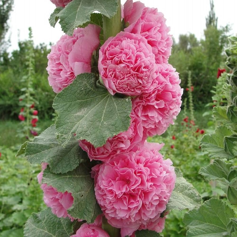 Pink Althaea flower seeds