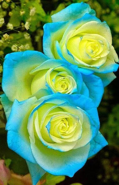 Yellow Sky flower seeds