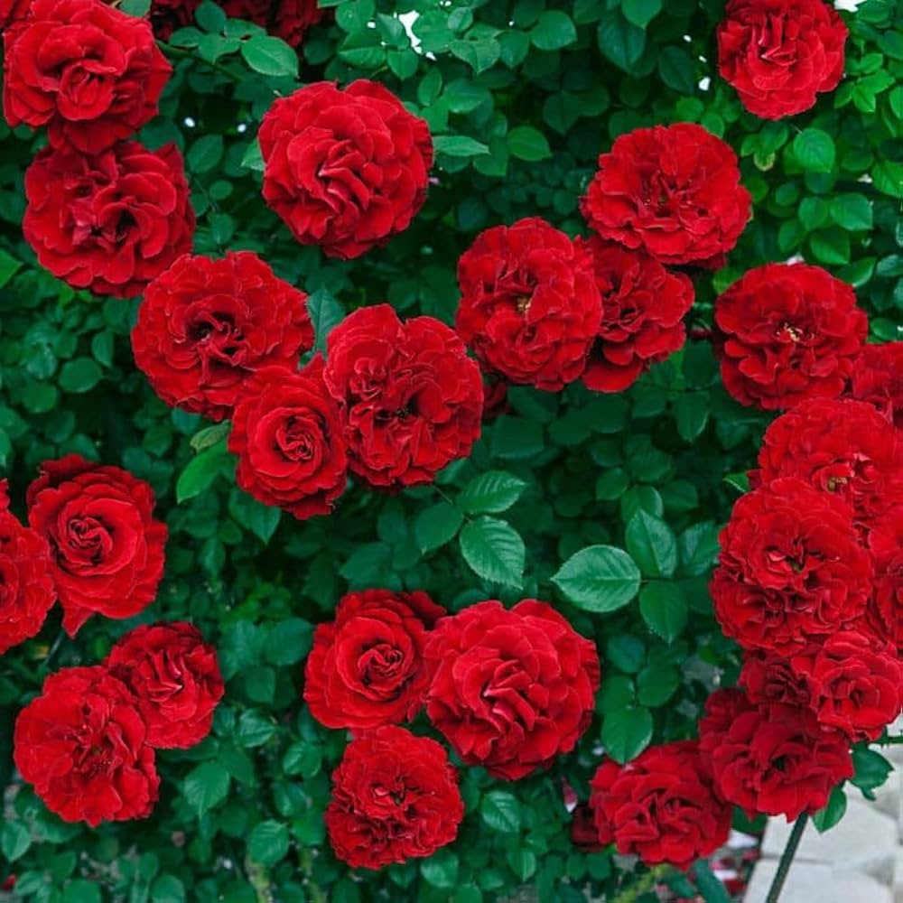 Red Rose plant