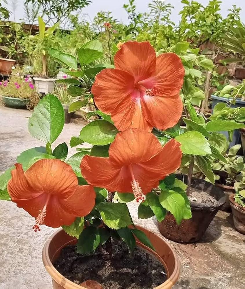 Orange Hibiscus flower seeds