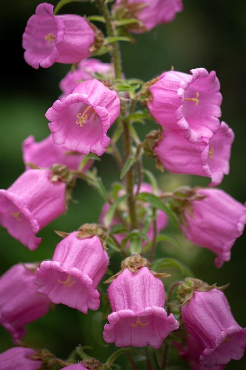 Light Pink flower seeds