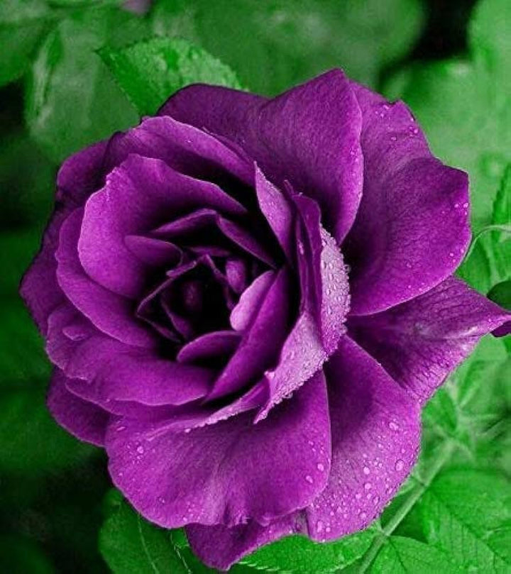 Purple Pink flower seeds