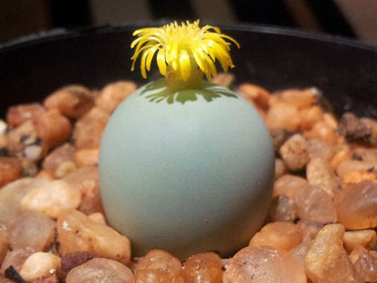 Conophytum Calculus Flower Seeds for Planting – Heirloom Non-GMO Garden Seeds