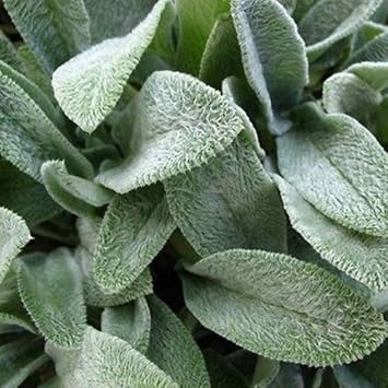 Green Lambs flower seeds
