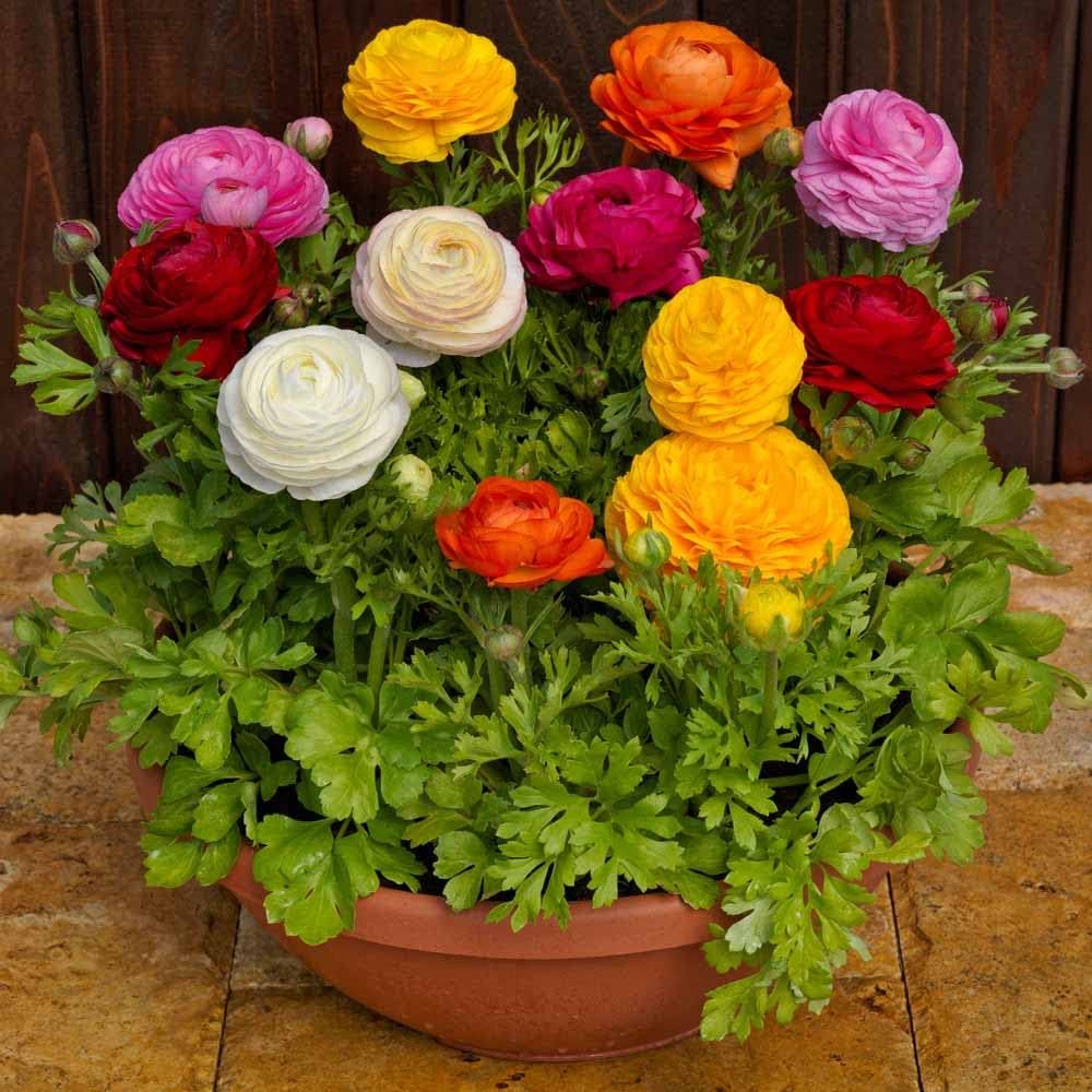 Ranunculus Persian flower seeds