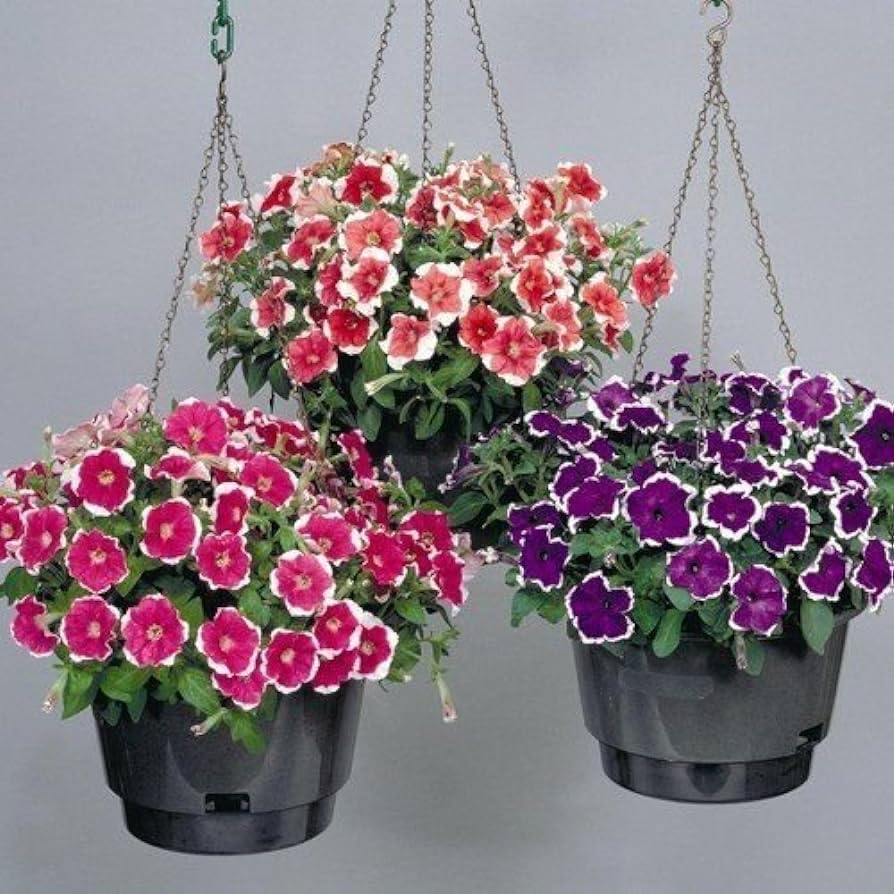 Variety Flix flower seeds