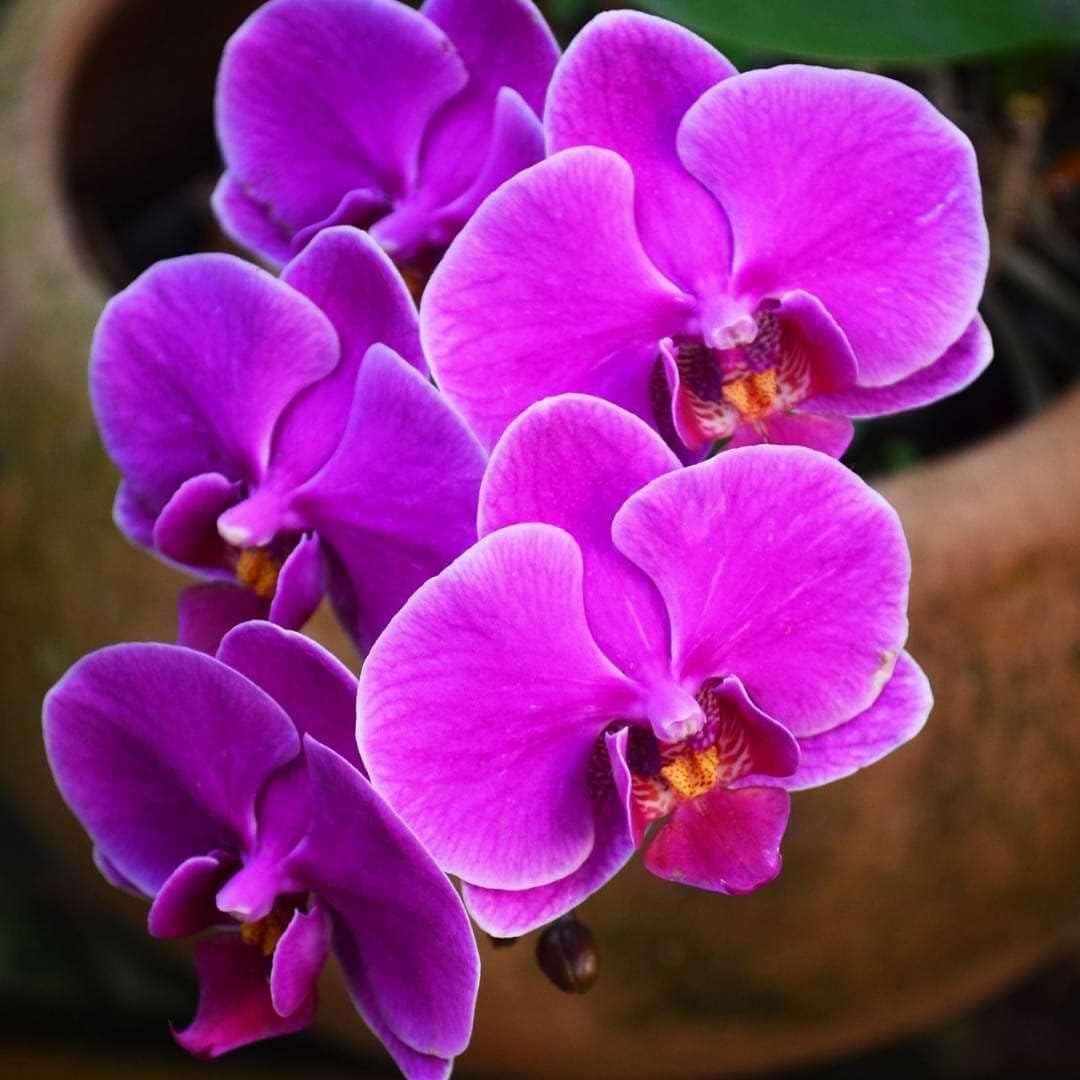 Phalaenopsis flower seeds