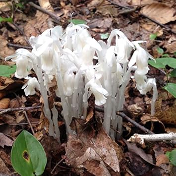 White Pipe flower seeds