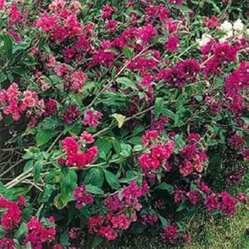 Pink Clarkia flower seeds