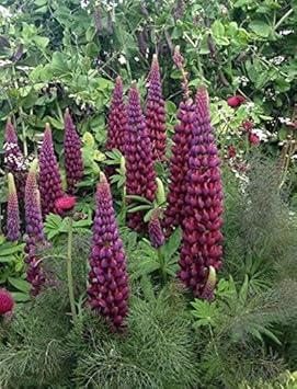 Purple Lupine flower seeds