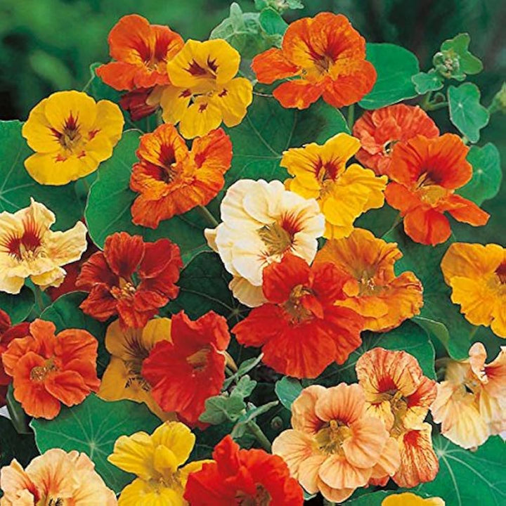 Nasturtium Jewel flower seeds