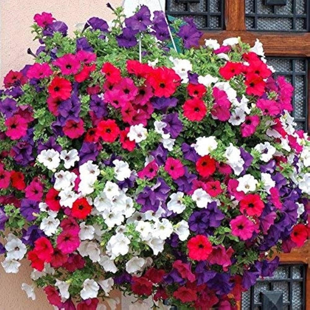 Dekorly flower seeds