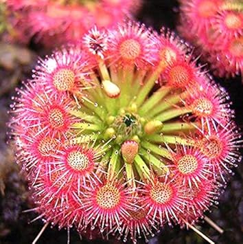 Pink Sundew flower seeds
