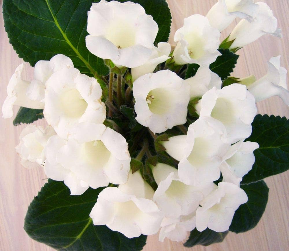 White Gloxinia flower seeds