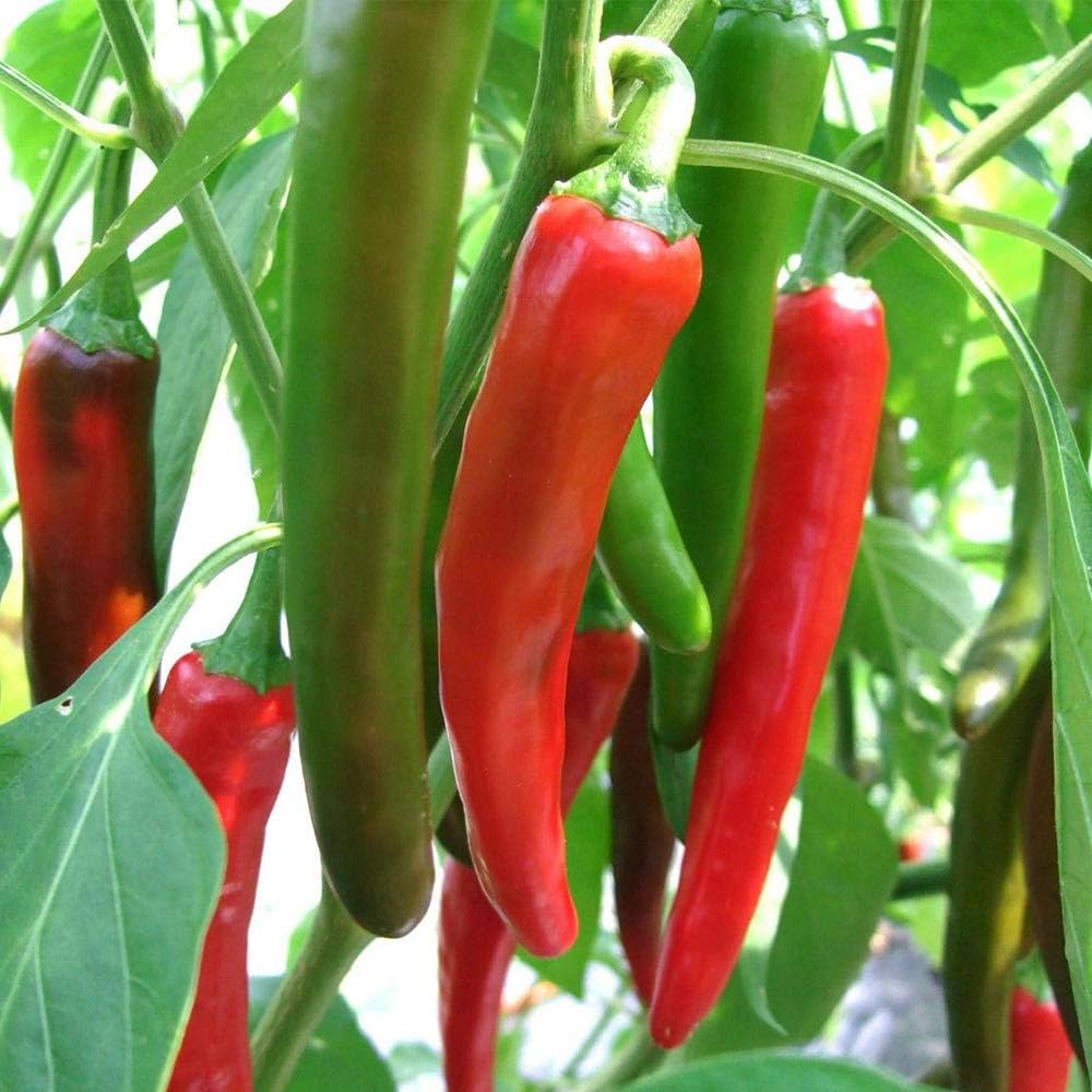 Jimmy Nardello Pepper Seeds