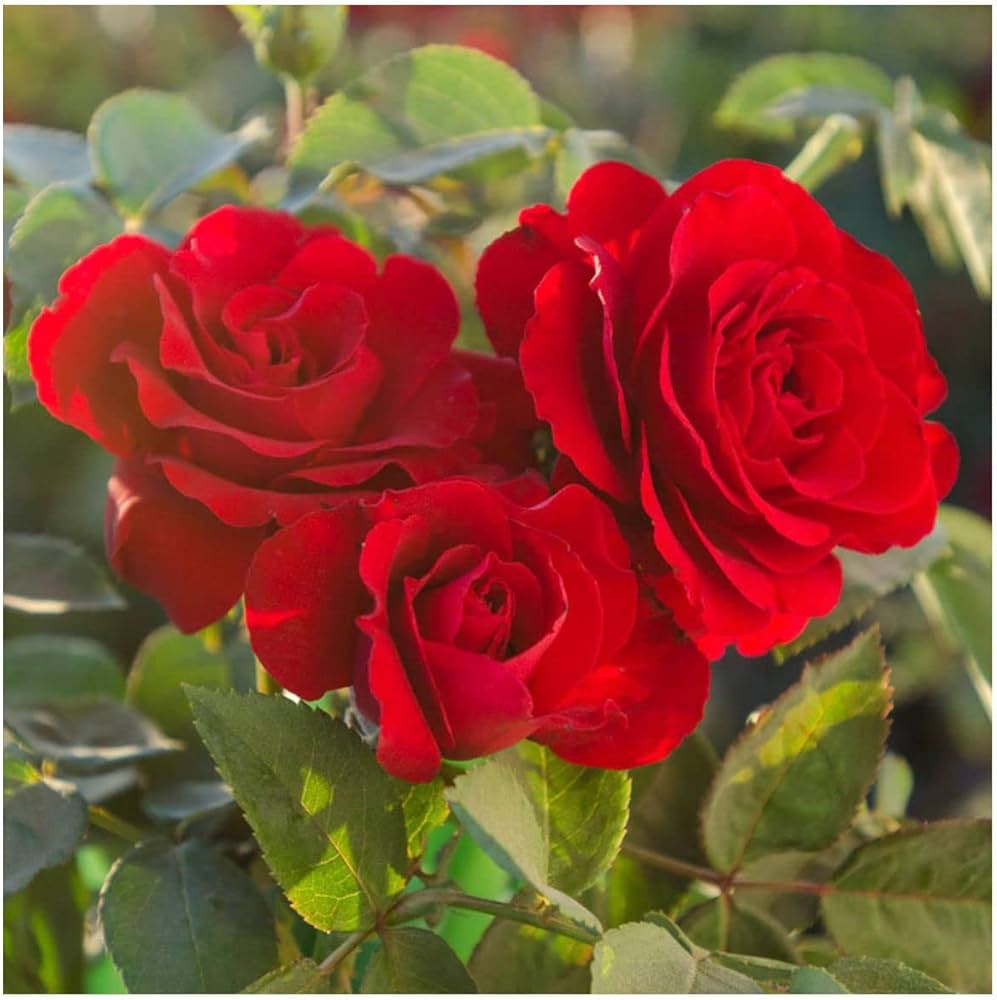 Red Away flower seeds