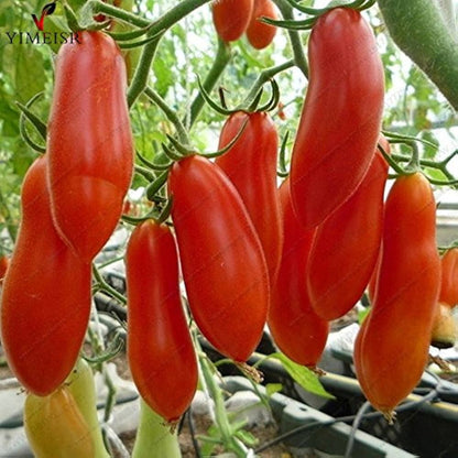 Graines de tomate banane pour plantation – Semences potagères anciennes sans OGM