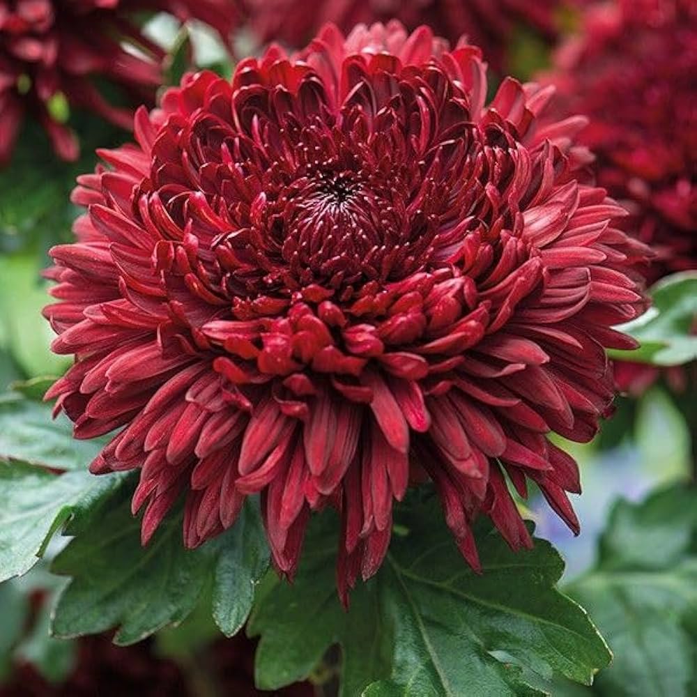 Maroon And flower seeds