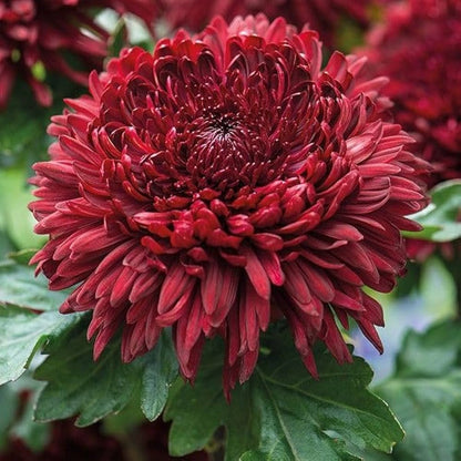 Maroon And flower seeds