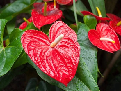 Anthurium flower seeds