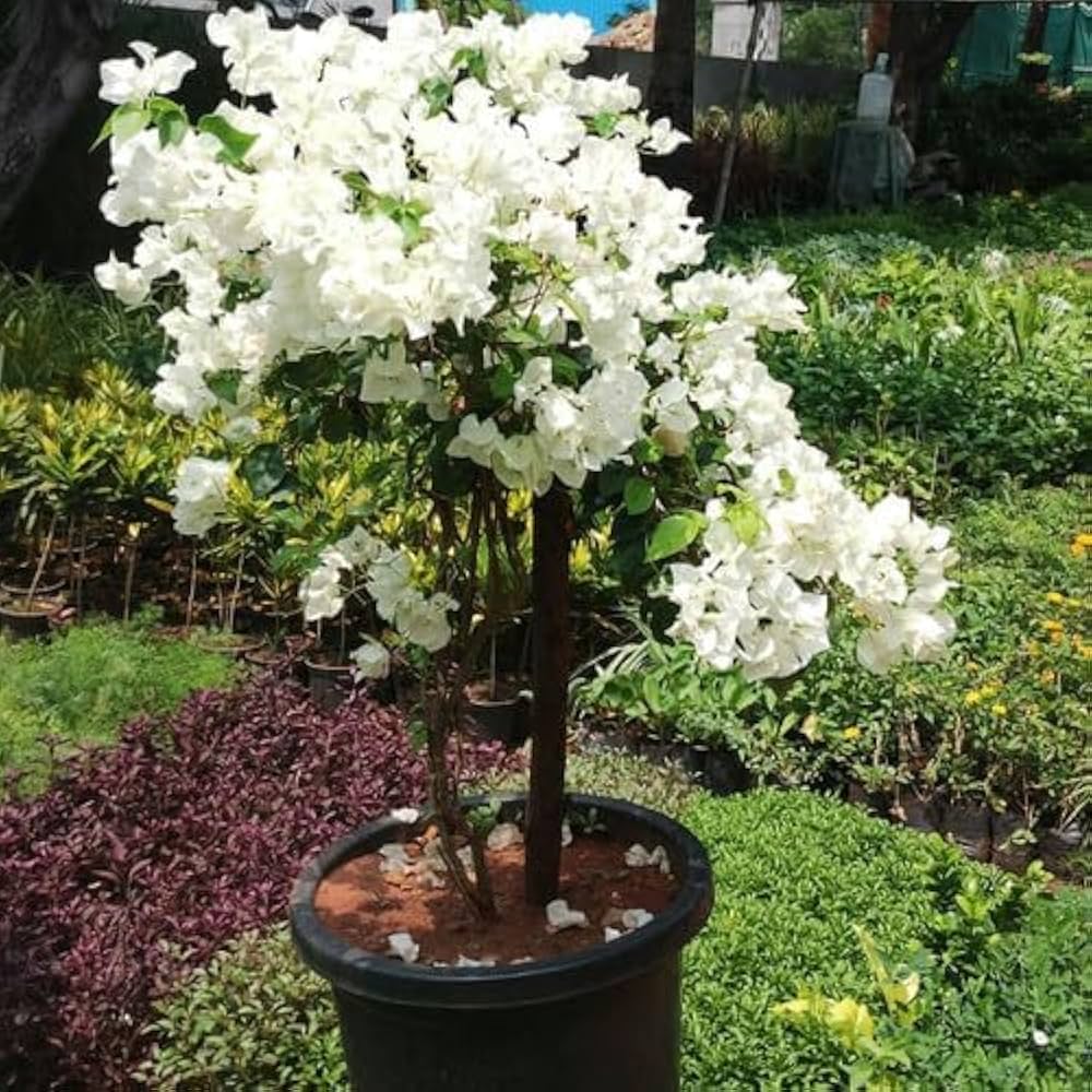 White Bougainvillea flower seeds