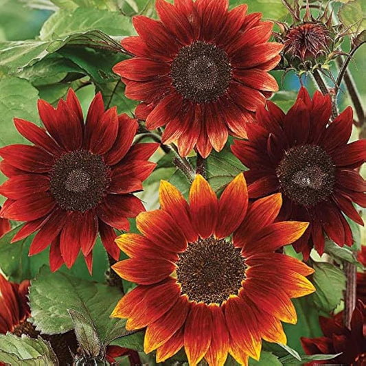 Burgundy Sunflower flower seeds
