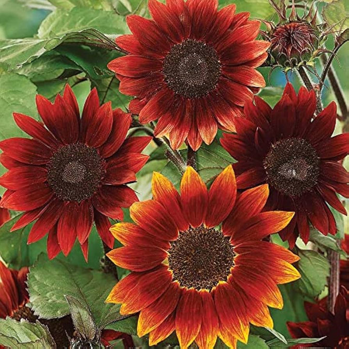 Burgundy Sunflower flower seeds