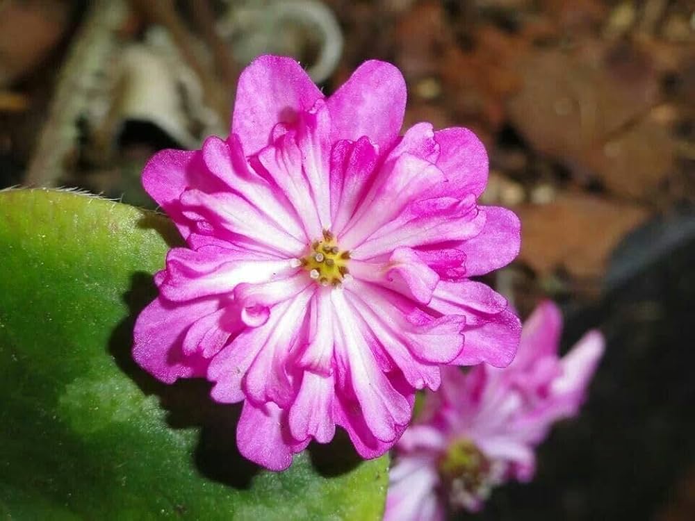 Alpine flower seeds
