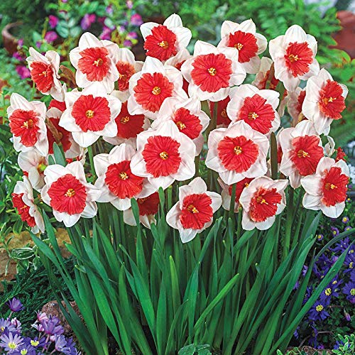 White Red flower seeds