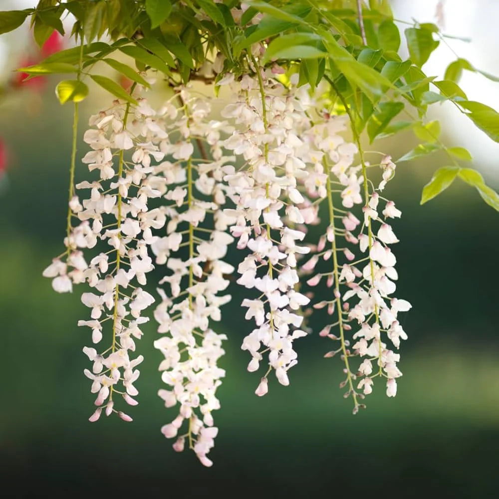 Pagoda flower seeds