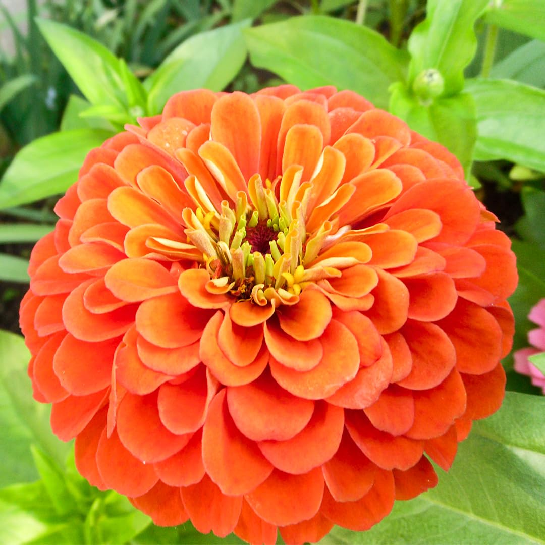 Orange King flower seeds