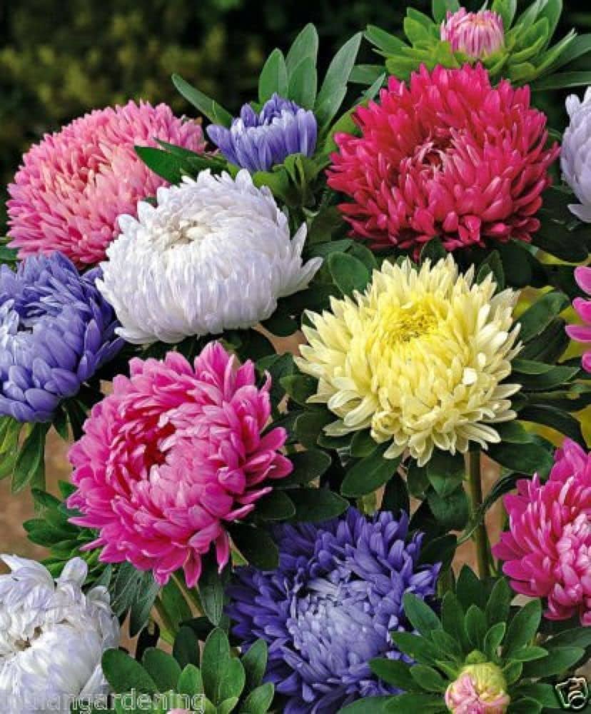 Aster flower seeds
