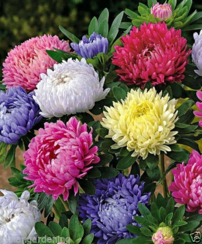 Aster flower seeds
