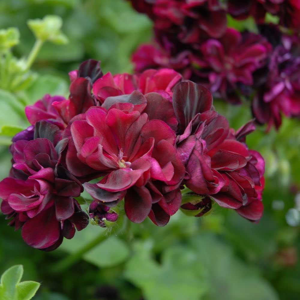 Dark Burgundy flower seeds