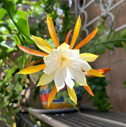 Epiphyllum flower seeds