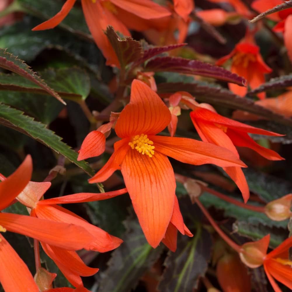 Orange Bossa flower seeds