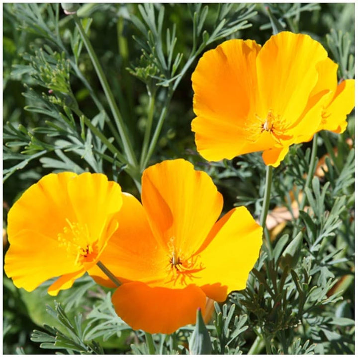 Eschscholzia California flower seeds